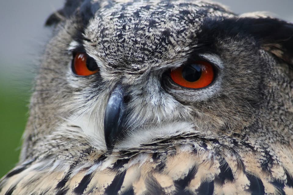 A Eurasian eagle-owl in close-up, one orange eye fixed on the camera.